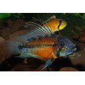 Apistogramma atahualpa