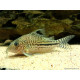 Corydora leopardus