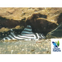 Hypancistrus zebra L046