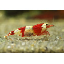 Gamba Rojo cristal Caridina Cantonensis