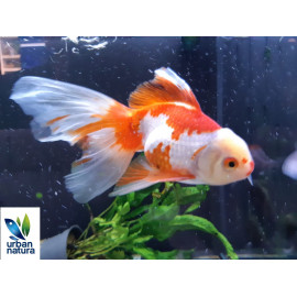 Oranda Rojo Blanco UltraShow L