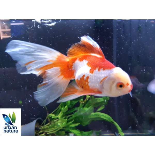 Oranda Rojo Blanco UltraShow 13-15 cm