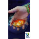 Oranda Rojo Blanco UltraShow 13-15 cm