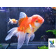 Oranda Rojo Blanco UltraShow 13-15 cm