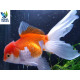 Oranda Rojo Blanco UltraShow 13-15 cm