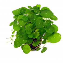 Hydrocotyle verticillata TROPICA