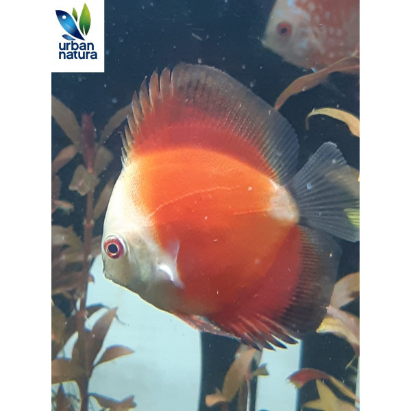 Discus Marlboro Red 6-7 cm