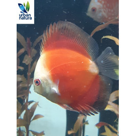 Discus Marlboro Red 6-7 cm