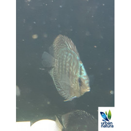 Discus Royal Blue 5-6 cm