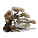 Bonsai caida derecha 20x25 aprox