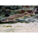 Esturio Acipenser ruthenus M 