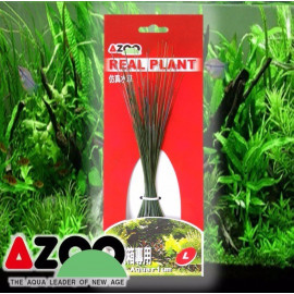 Planta seda Eleocharis 8'' Azoo