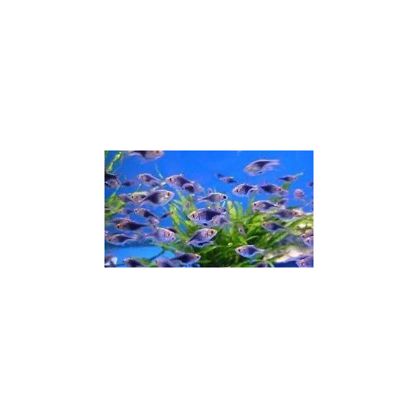 RASBORA ARLEQUIN PURPURA BRILLIANT HEAD RASBORA HETEROMORPHA