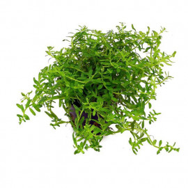 Rotala green