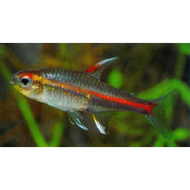 NEON COBRE 2-2.5CM (HEMIGRAMMUS ERYTHROZONUS)