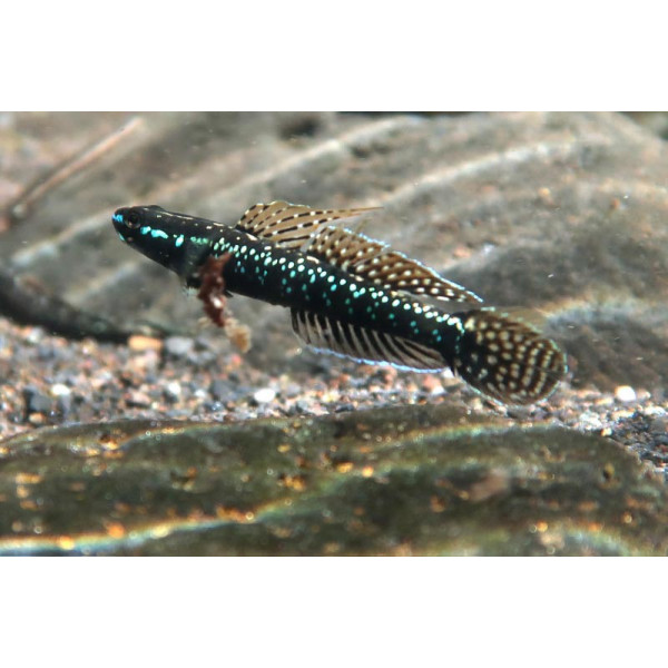 Gobio Linea Azul Neon STIPHODON ELEGANS