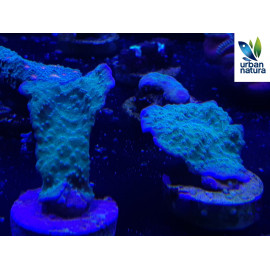 Montipora plato Verde borde Morado esqueje CITES: ES-CC-00045/19I