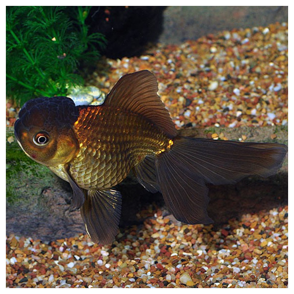 Oranda Chocolate 5-6cm Carassius aurata