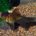 Oranda Chocolate s Carassius aurata