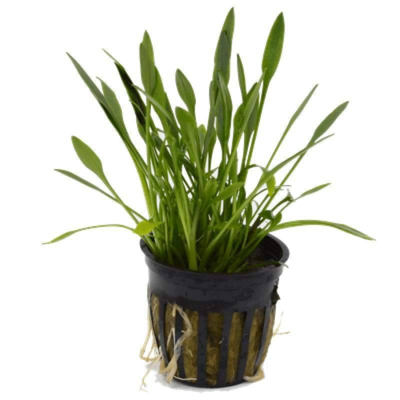 CRYPTOCORYNE PARVA - Urban Natura