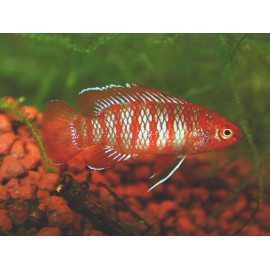 PEIX CAMALEÓ ESCARLATA 1.5-2CM Badis Badis