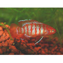 PEZ CAMALEON ESCARLATA 1.5-2CM Badis Badis