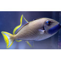 Xanthichthys auromarginatus Macho ballesta reef safe