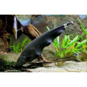 PEZ CUCHILLO 6-7CM (APTERONOTUS ALBIFRONS)