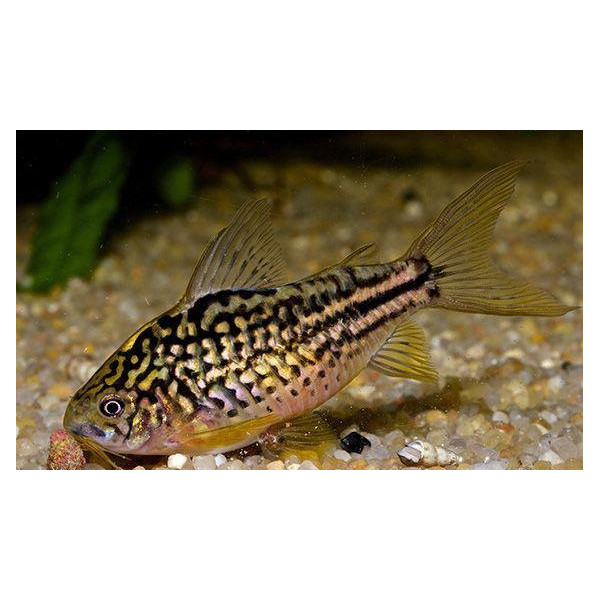 Corydoras napoensis