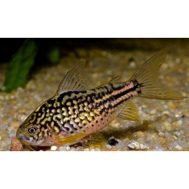 Corydoras napoensis