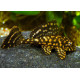 Plecostomus marmol naranja PTERYGOPLICHTYS JOSELIMAIANUS