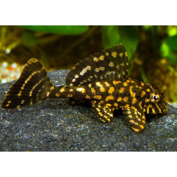 Plecostomus marmol naranja PTERYGOPLICHTYS JOSELIMAIANUS