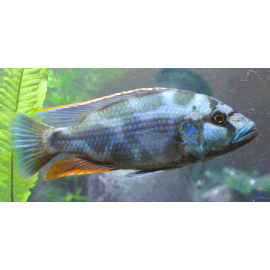 Nimbochromis livingstonii HAPLOCHROMIS LIVINGSTONI