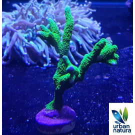 Montipora digitata Green Hulk