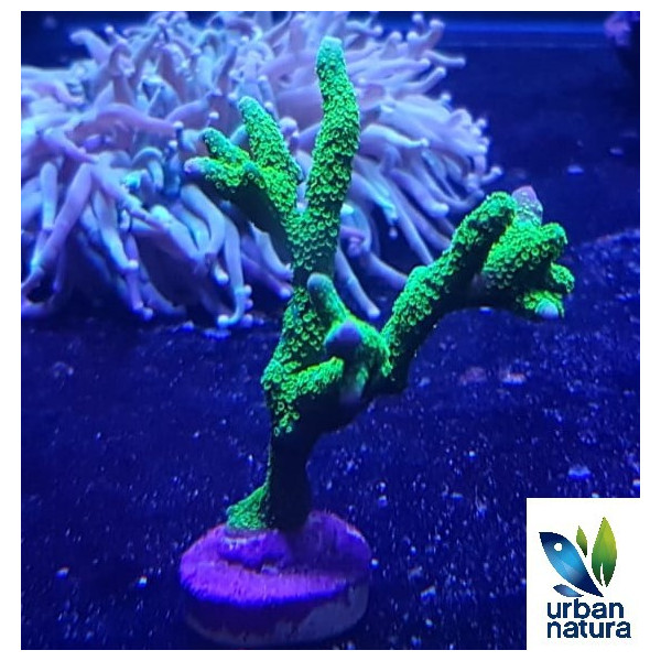 Montipora digitata Green Hulk