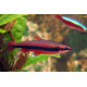 PEZ LAPIZ N.BECKFORDI ROJO 2.5-3CM NANNOSTOMUS BECKFORDI