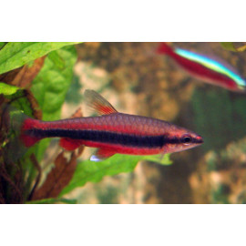 PEZ LAPIZ N.BECKFORDI ROJO NANNOSTOMUS BECKFORDI