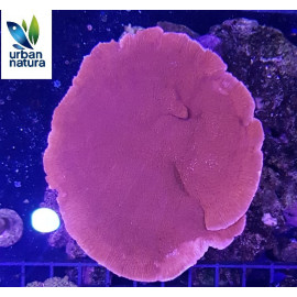 Montipora plato Rojo XXL