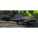 PLECOSTOMUS 4-5CM HYPOSTOMUS PLECOSTOMUS