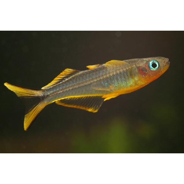 PLECOSTOMUS 4-5CM HYPOSTOMUS PLECOSTOMUS