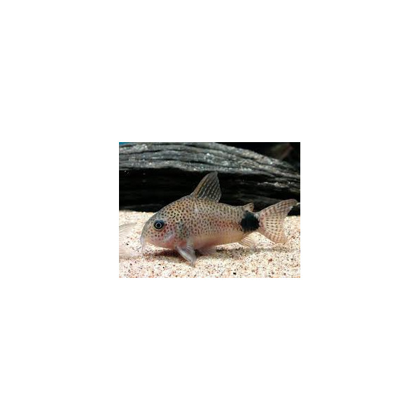 Corydoras caudimaculatus