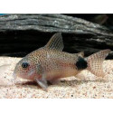 Corydoras caudimaculatus