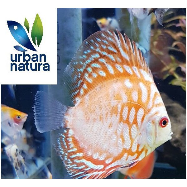 Discus Checkerboard 10 cm