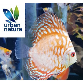 Discus Checkerboard 10 cm