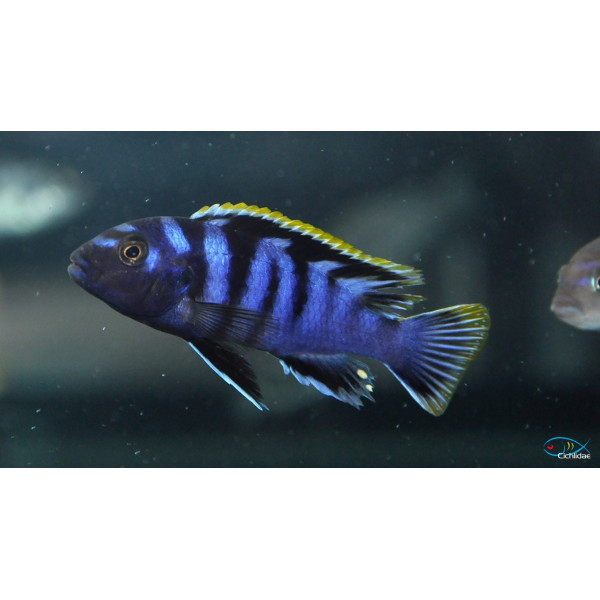 Labidochromis mbamba