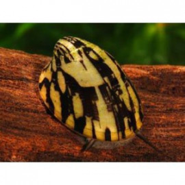 Caracol ajedrez Septaria porcellana