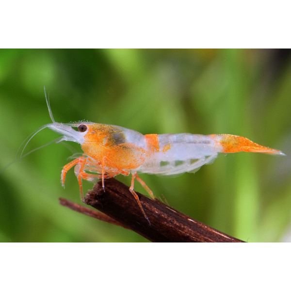 Gamba rili Orange tail caridina rili orange