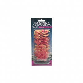 Cola Zorro marina aquascaper