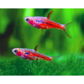 RASBORA MOSQUITO 1.2-1.5CM RASBORA BRIGITTAE