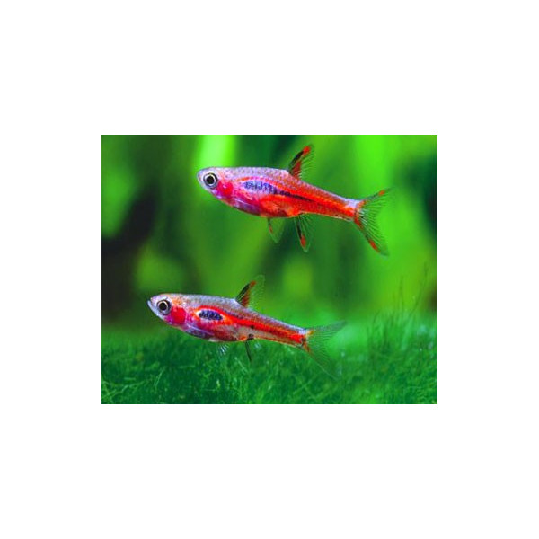 RASBORA ARLEQUIN 2.5-3CM RASBORA HETEROMORPHA